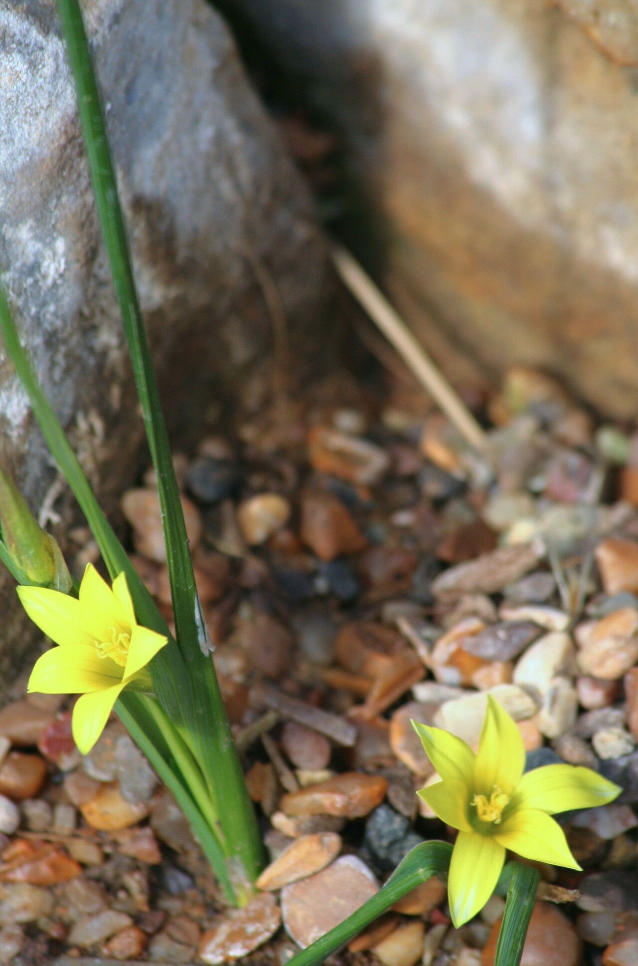 Romulea flava — search result for 'Romulea'