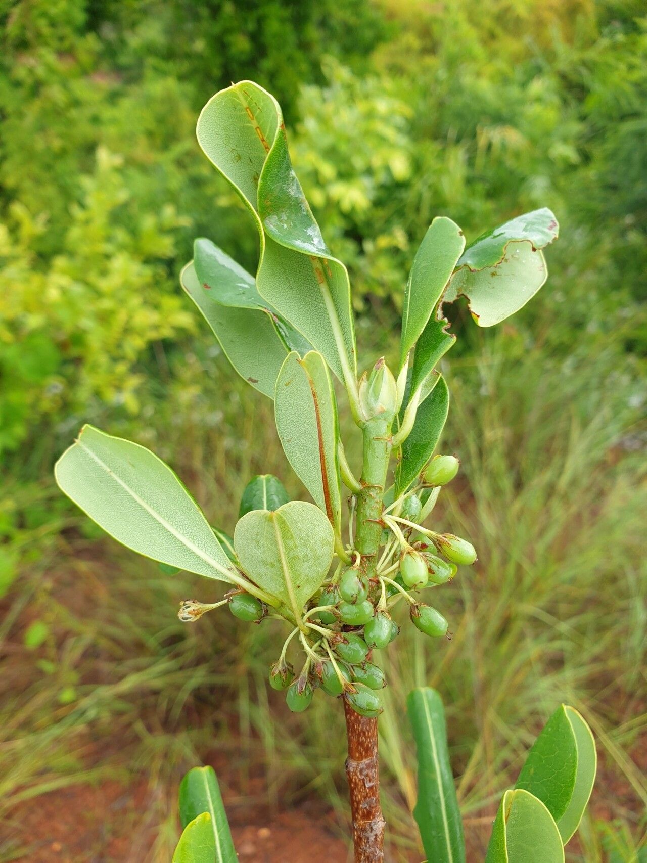 Erythroxylum platyclados fruit