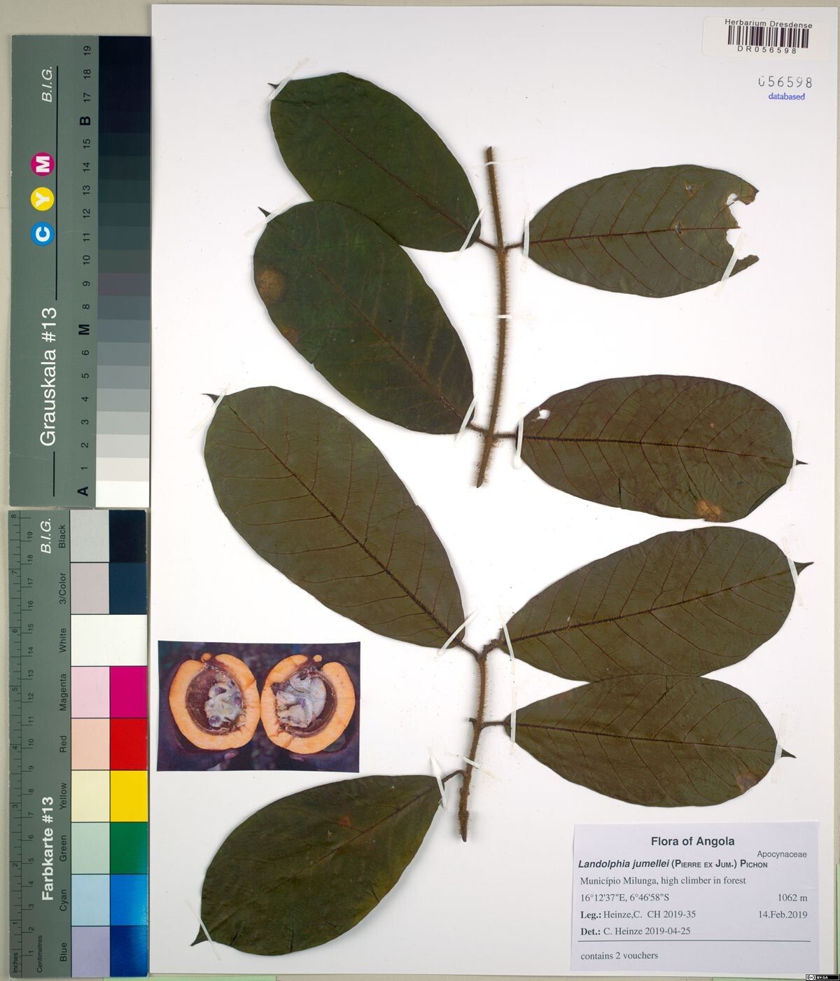 Landolphia villosa — houseplant care guide