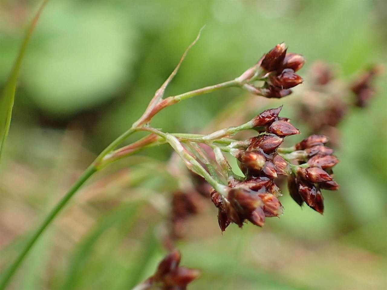 Luzula alpinopilosa fruit