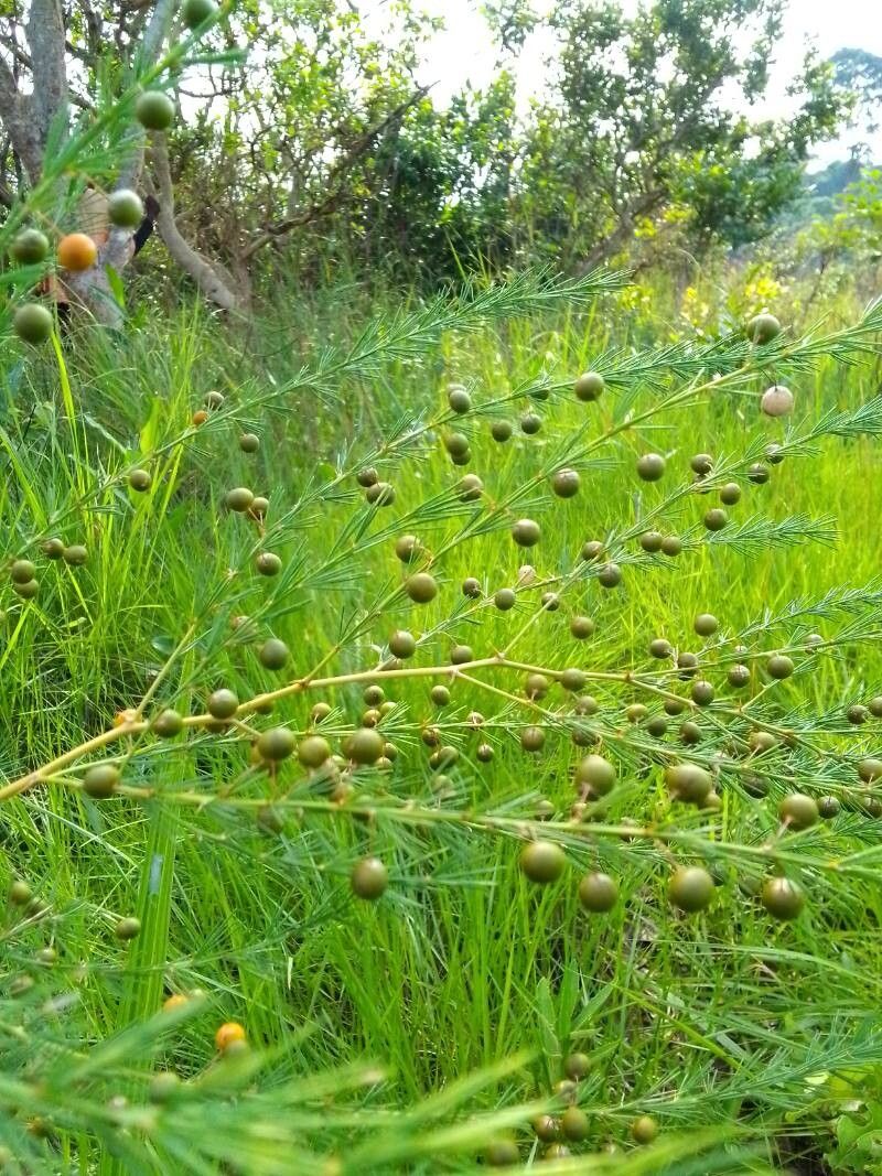 Asparagus flagellaris fruit