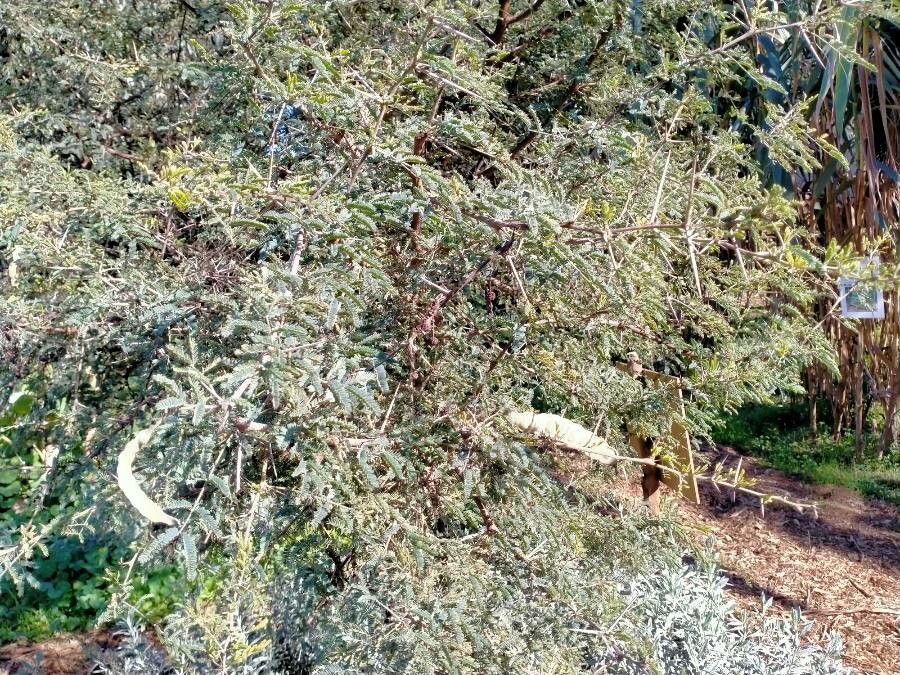 Acacia nilotica fruit