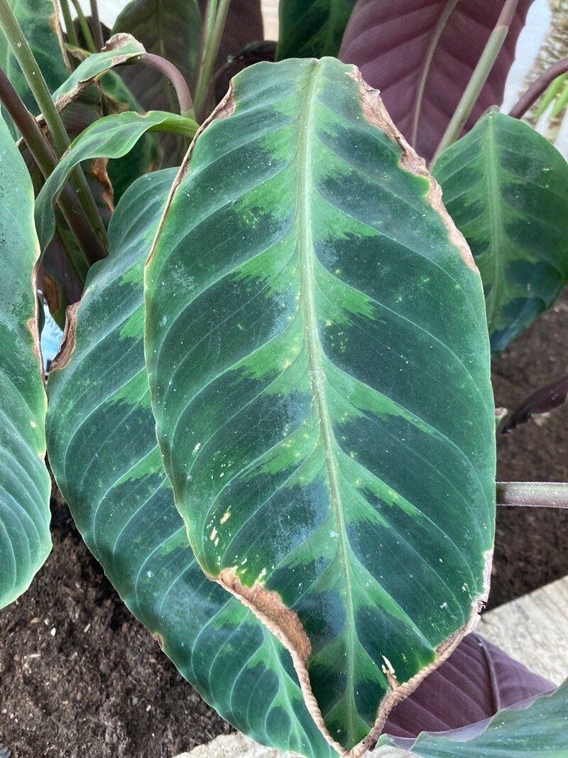 Goeppertia warszewiczii leaf