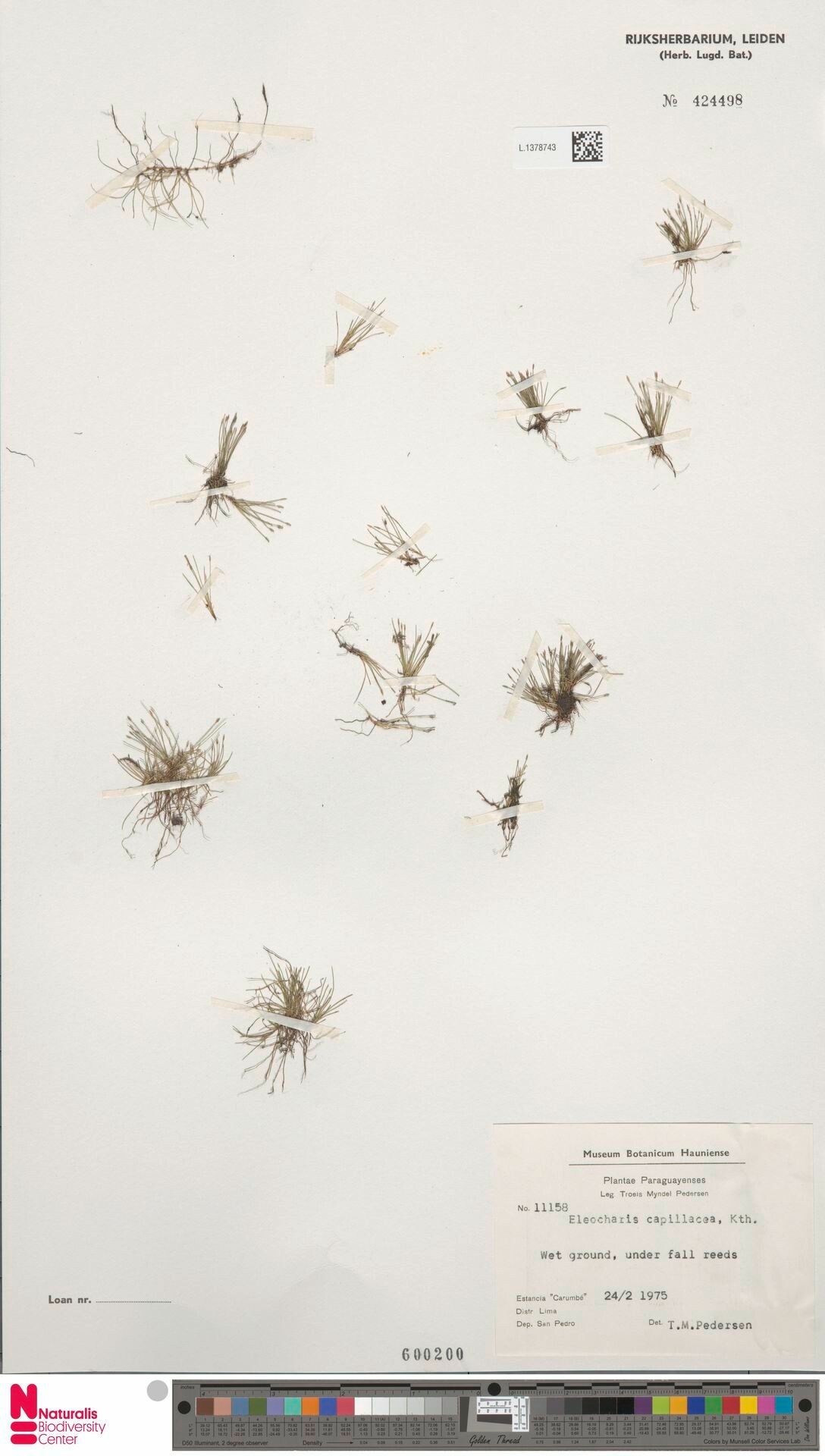 Eleocharis capillacea habit