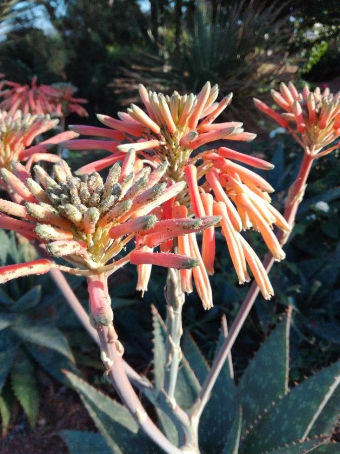 Aloe maculata flower