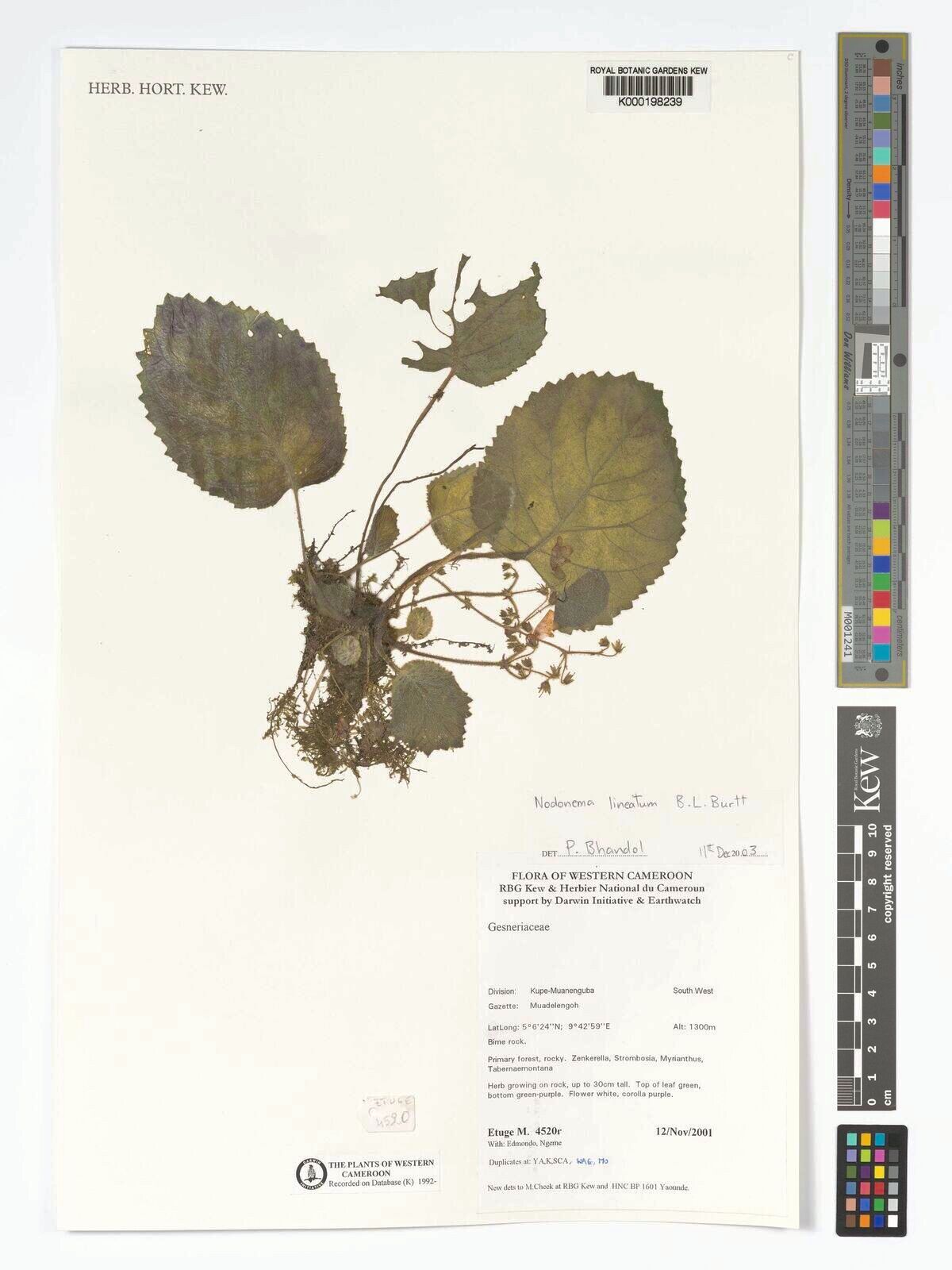 Streptocarpus lineatus — search result for 'Streptocarpus'