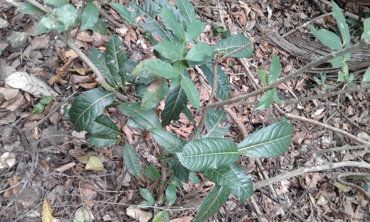 Rinorea spinosa habit