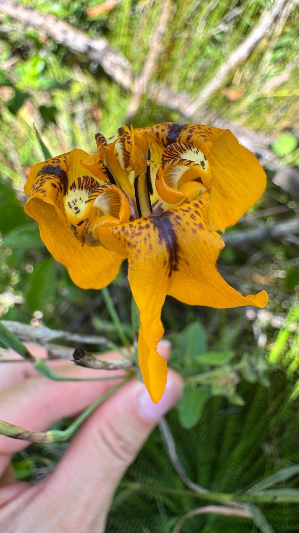 Cypella exilis — related species from the same genus