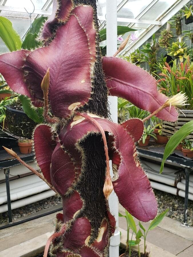 Selenicereus wittii habit