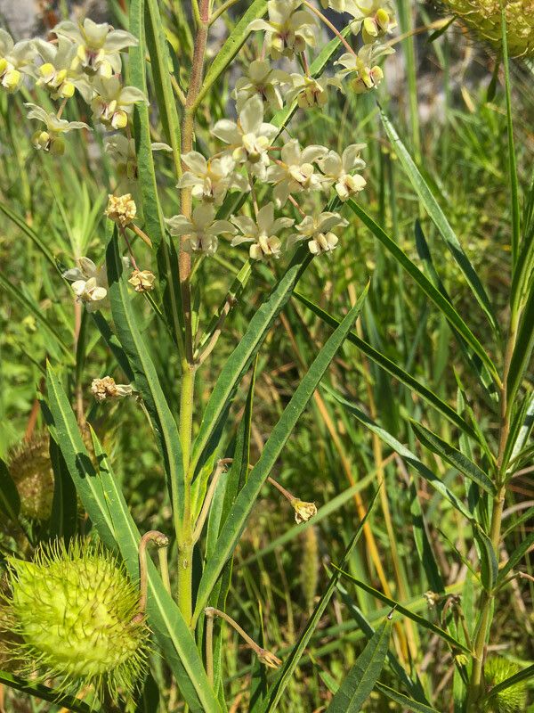 Gomphocarpus fruticosus flower