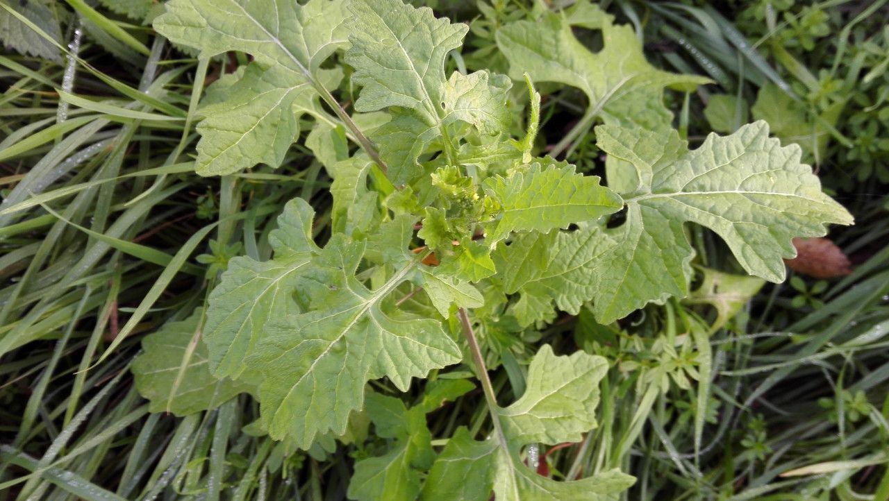 Sisymbrium officinale leaf
