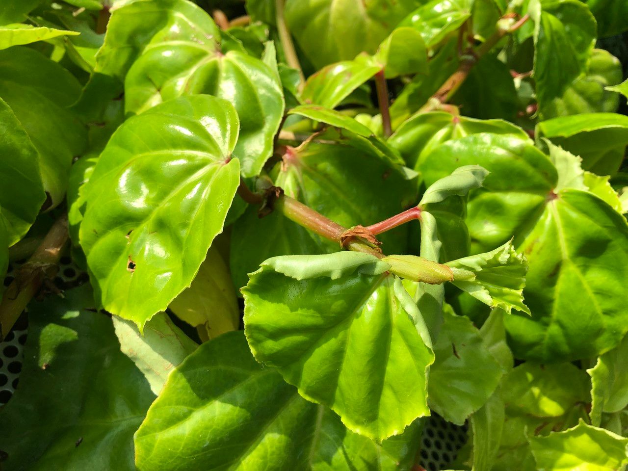 Begonia convolvulacea fruit