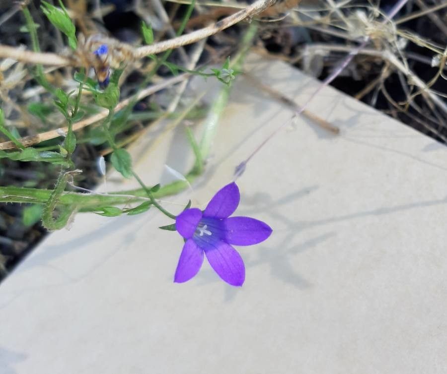 Campanula lusitanica flower