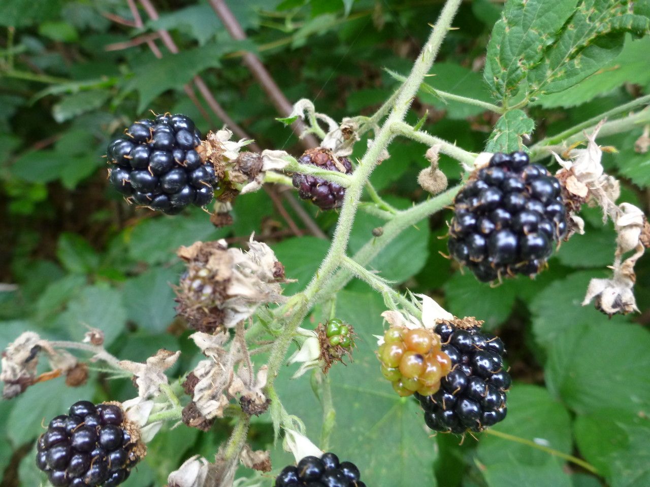 Rubus macrostachys fruit