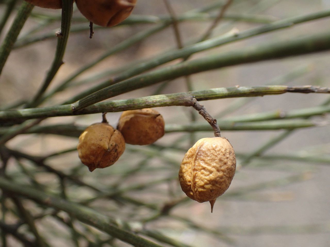 Retama rhodorhizoides fruit