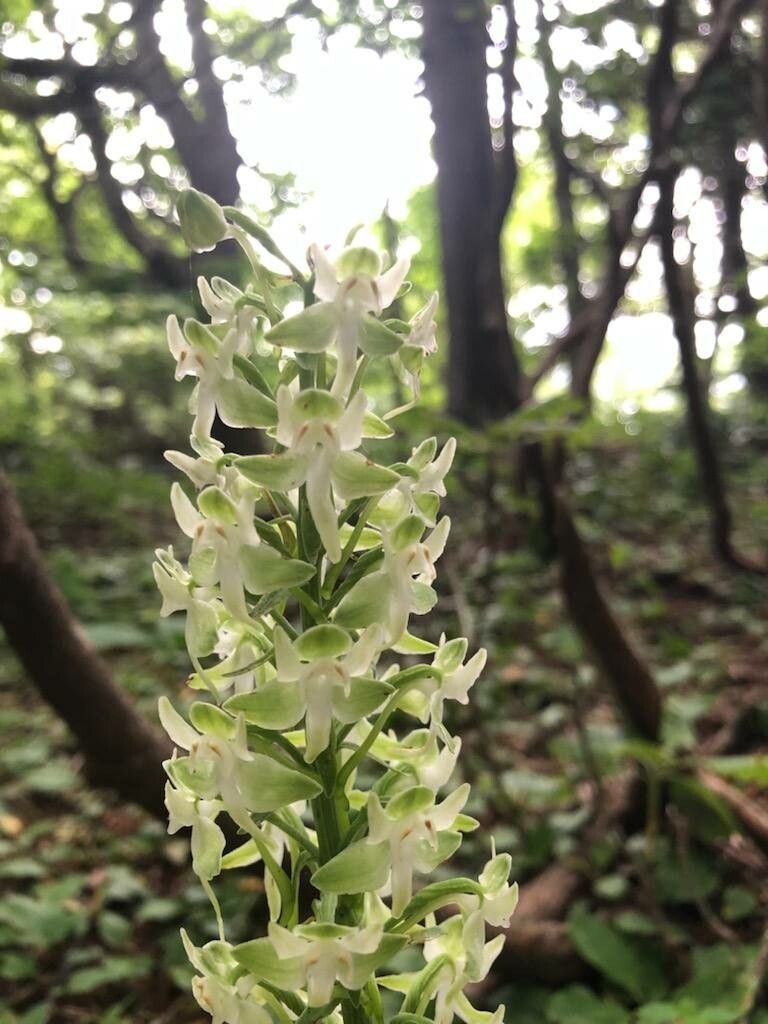 Platanthera orbiculata flower