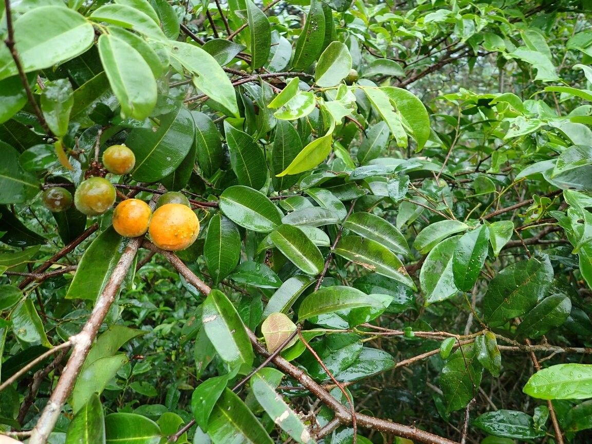 Ancylobothrys scandens — search result for 'Ancylobothrys'