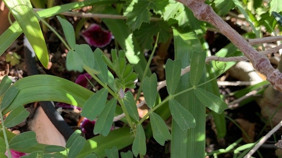 Vicia cuspidata — houseplant care guide