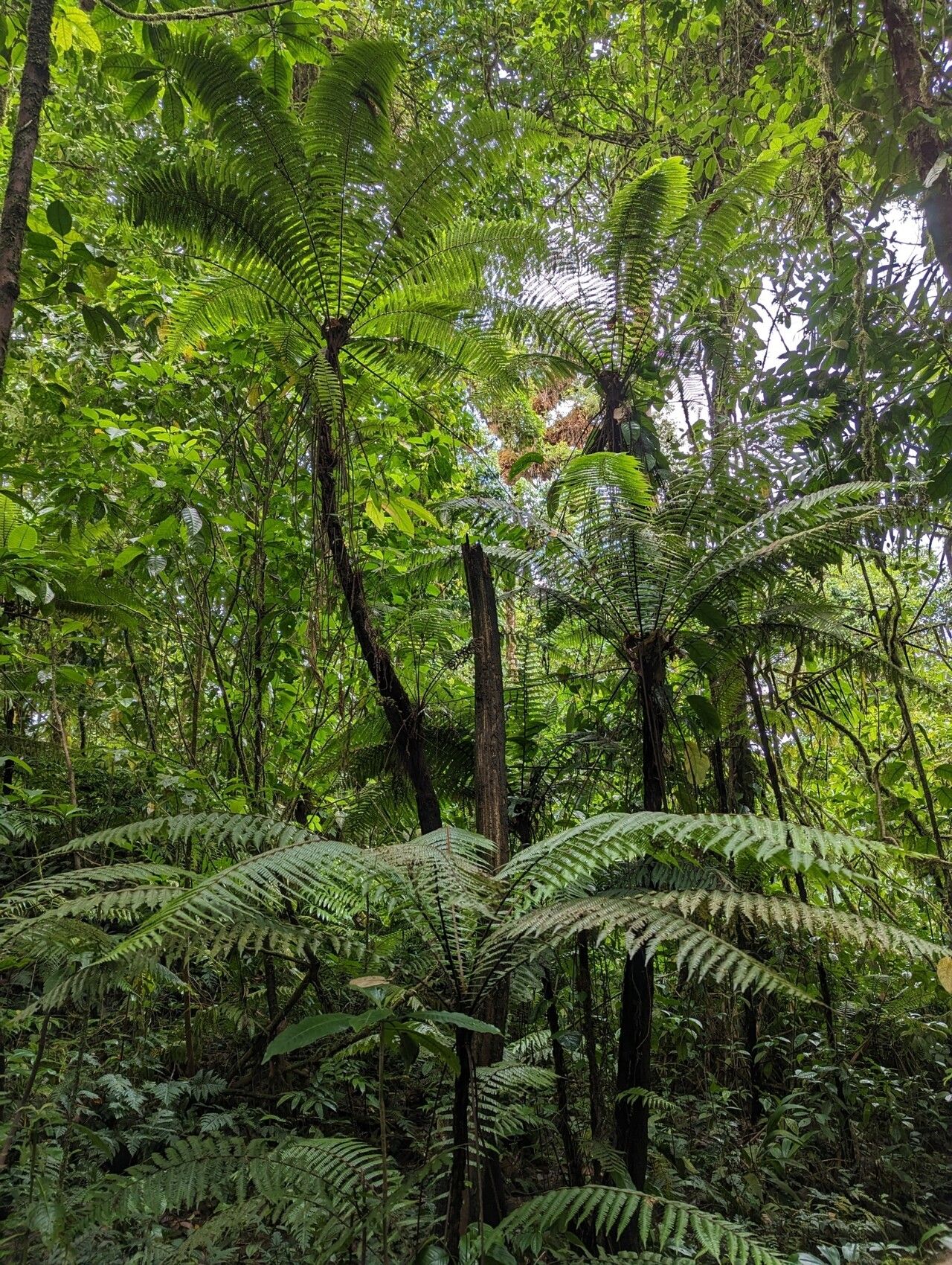 Alsophila welwitschii habit