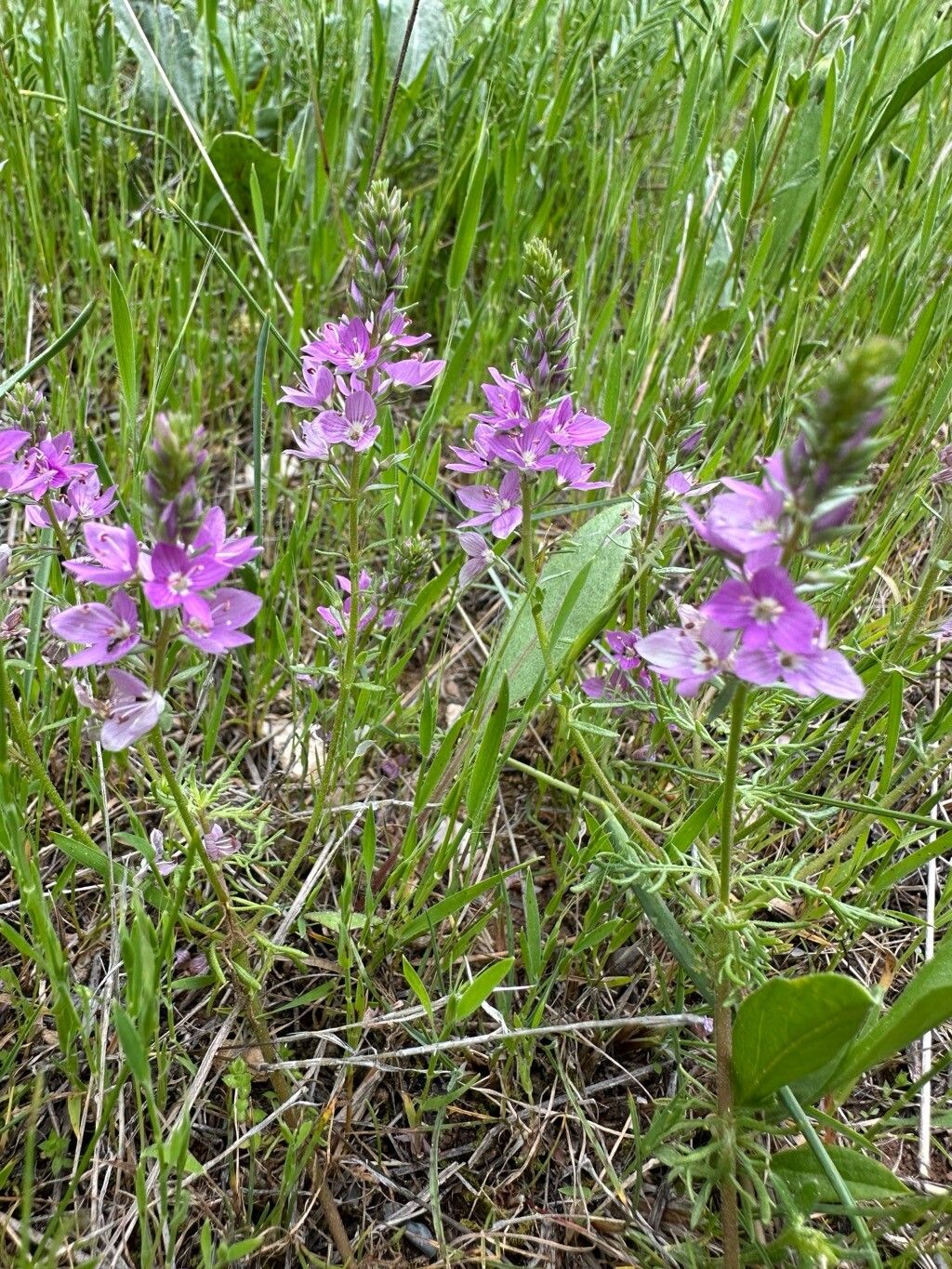 Veronica multifida habit
