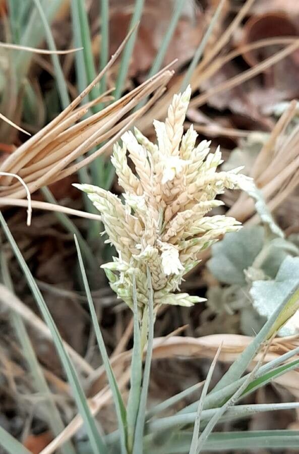 Distichlis spicata flower