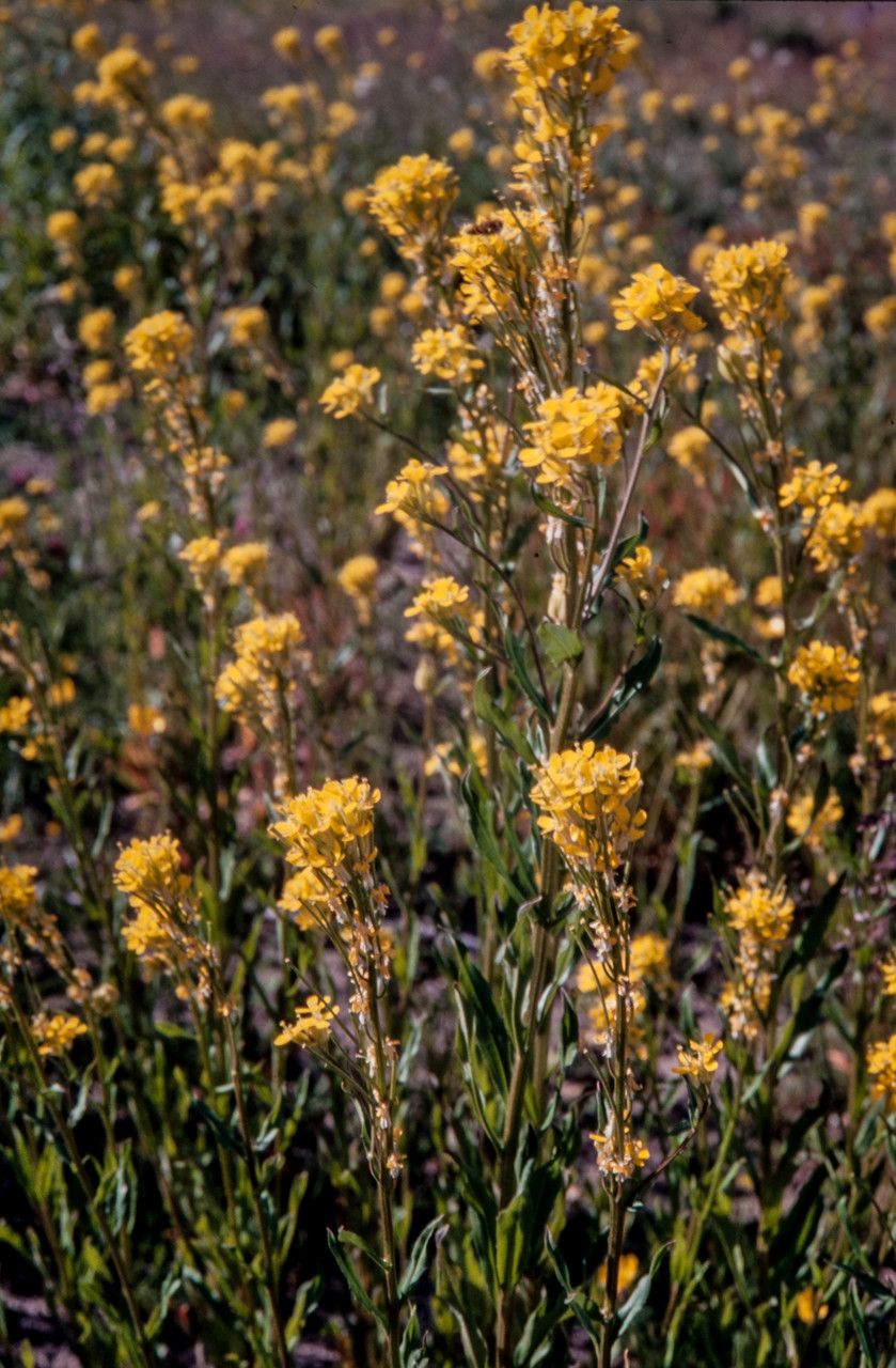 Erysimum hieraciifolium — search result for 'Ukraine'