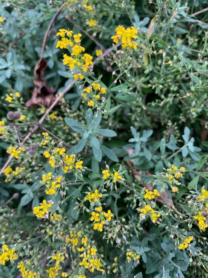 Alyssum murale flower