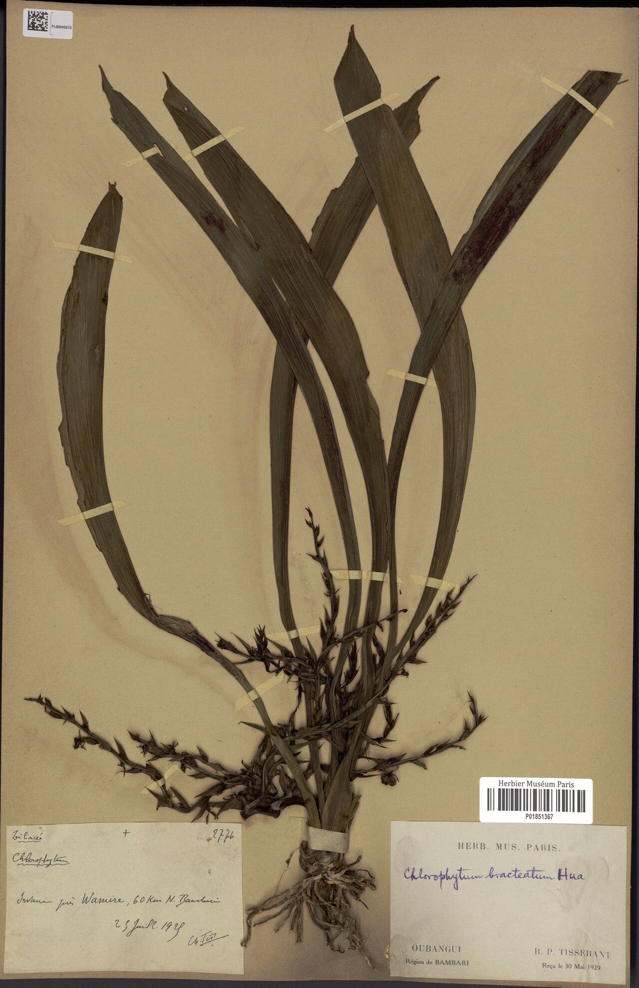 Chlorophytum bracteatum — search result for 'Chlorophytum'