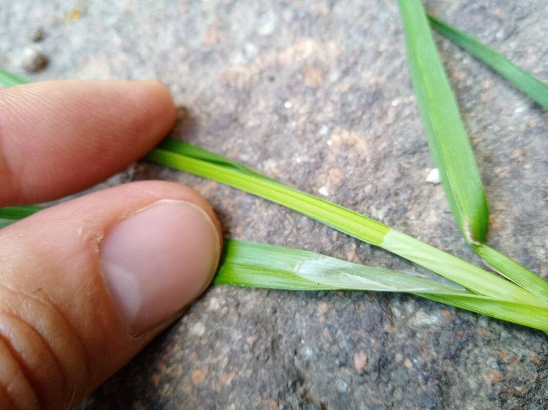 Carex aterrima — houseplant care guide