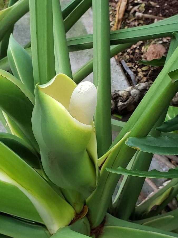 Philodendron pinnatifidum flower