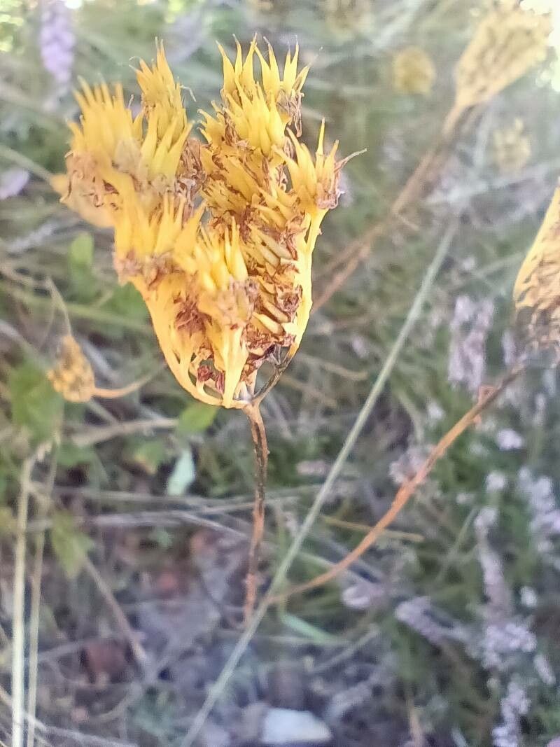 Petrosedum forsterianum fruit