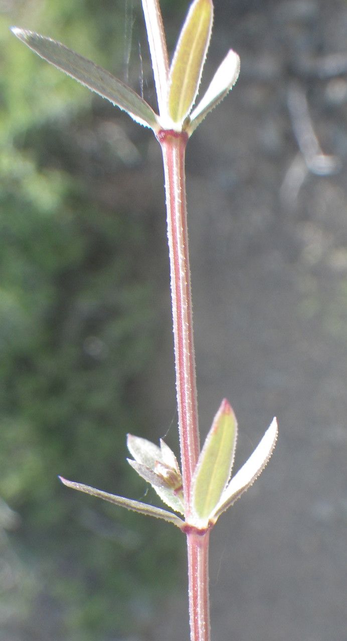 Rubia laurae — search result for 'Cyprus'