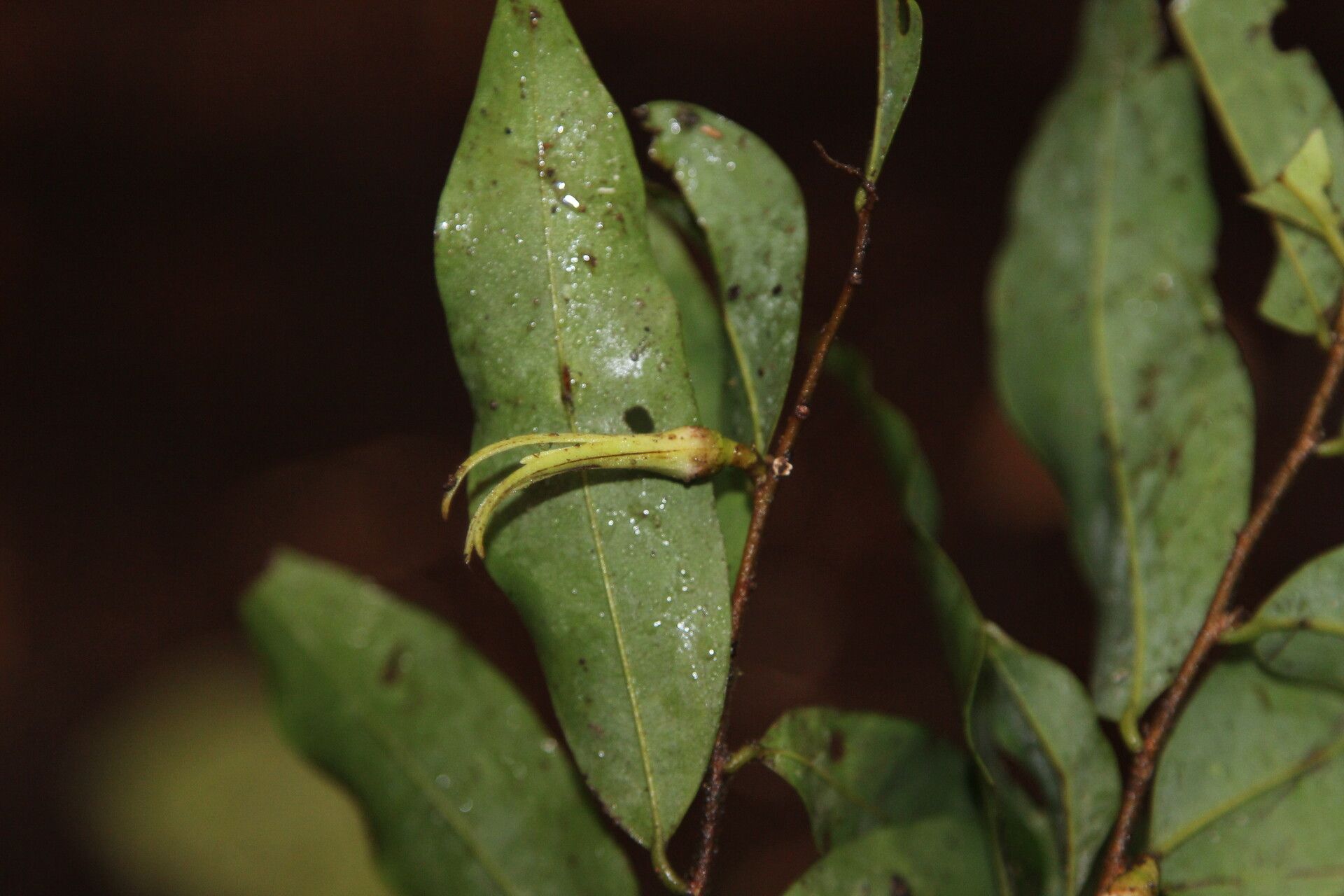 Xylopia pynaertii flower