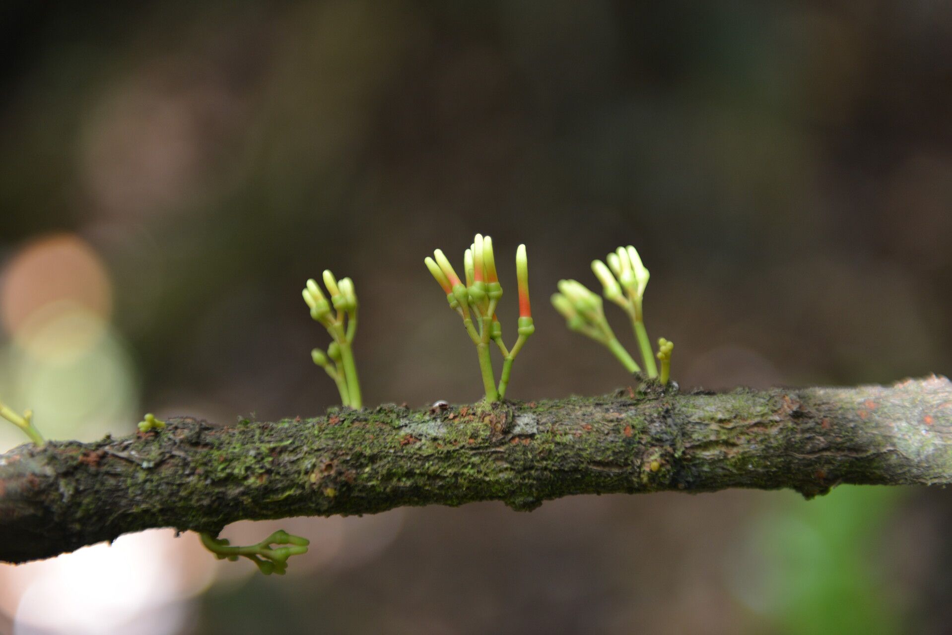 Psittacanthus ramiflorus flower