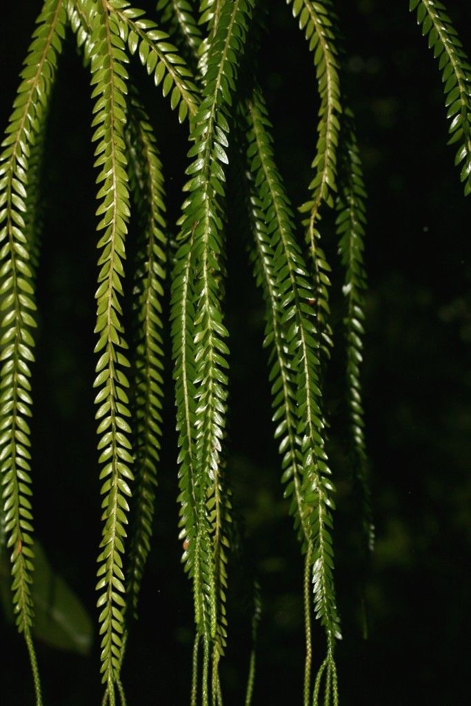 Huperzia phlegmarioides — search result for 'Huperzia'