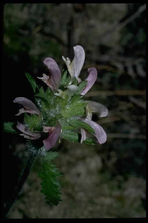 Pedicularis dudleyi flower