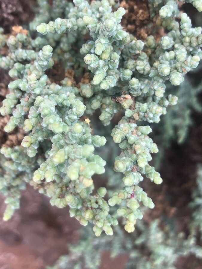 Sarcocornia fruticosa — soil improver houseplant