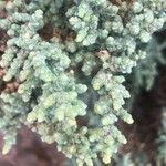 Sarcocornia fruticosa