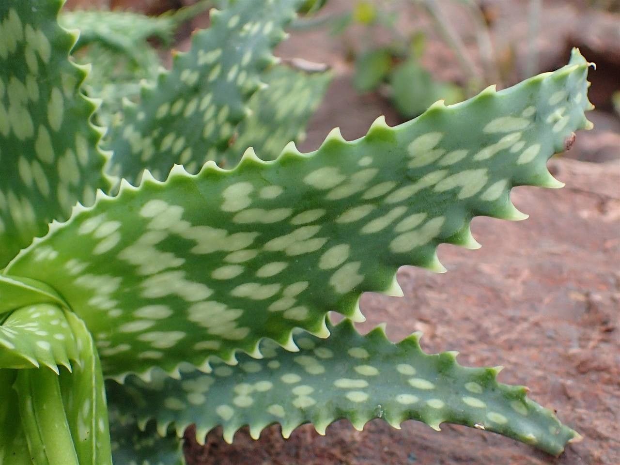 Aloe andringitrensis — houseplant care guide
