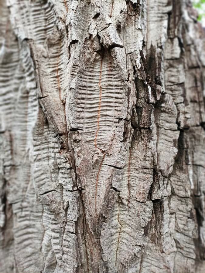 Ceiba glaziovii bark