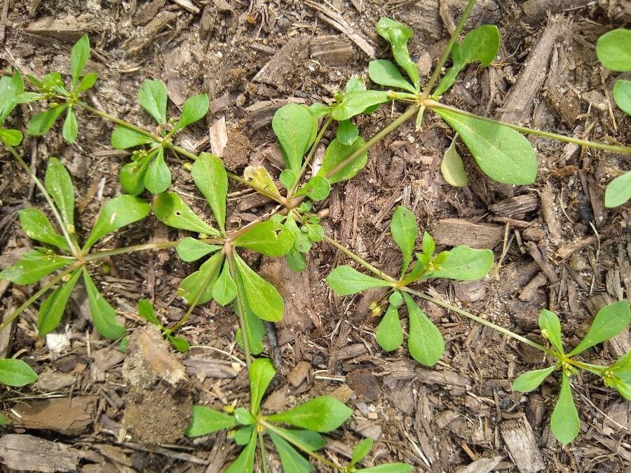 Mollugo verticillata fruit