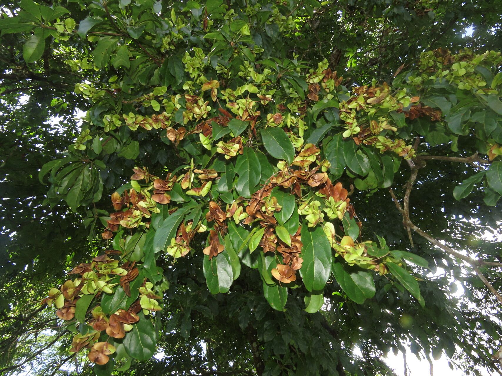 Terminalia bucidoides leaf