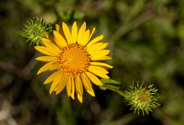 Grindelia grandiflora — houseplant care guide