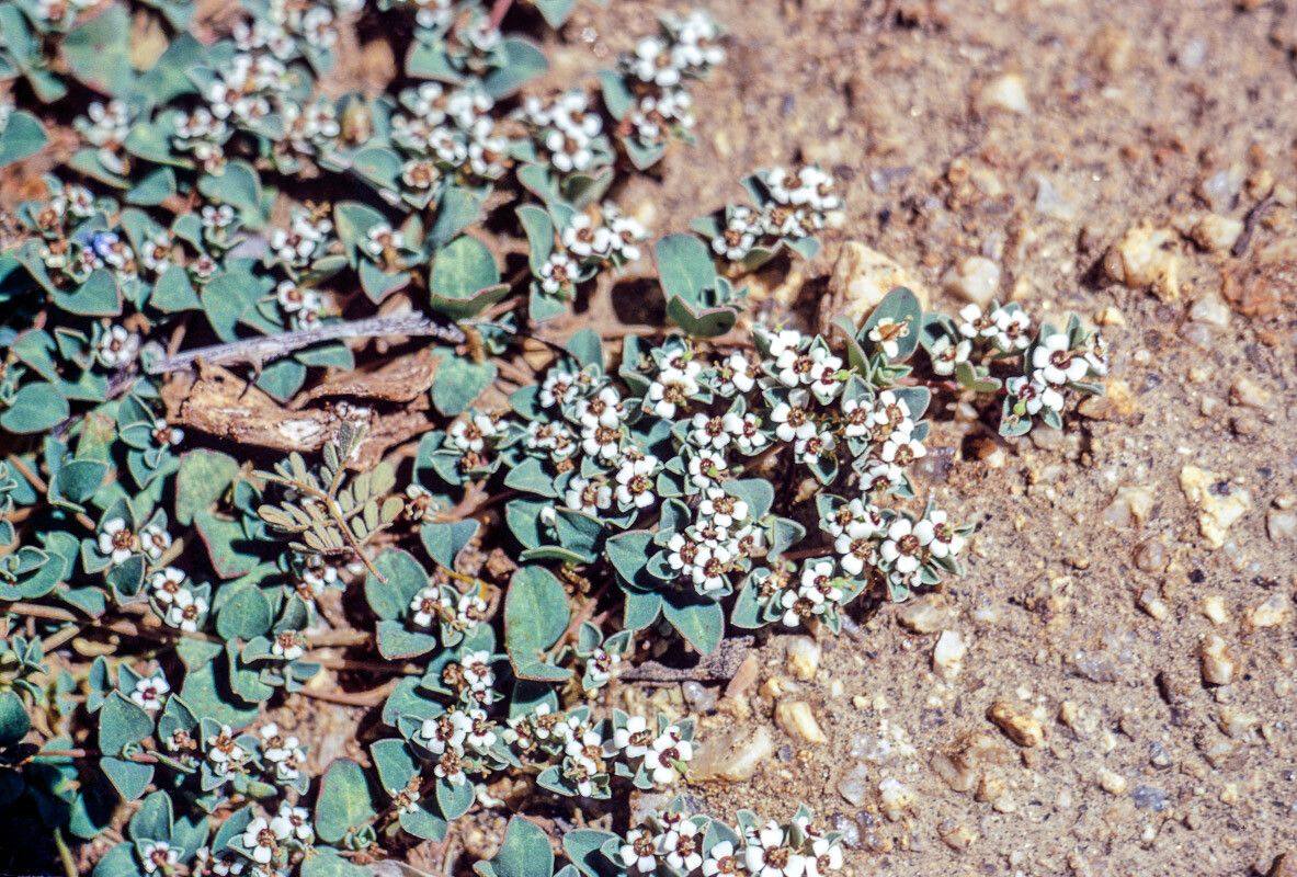 Euphorbia albomarginata flower