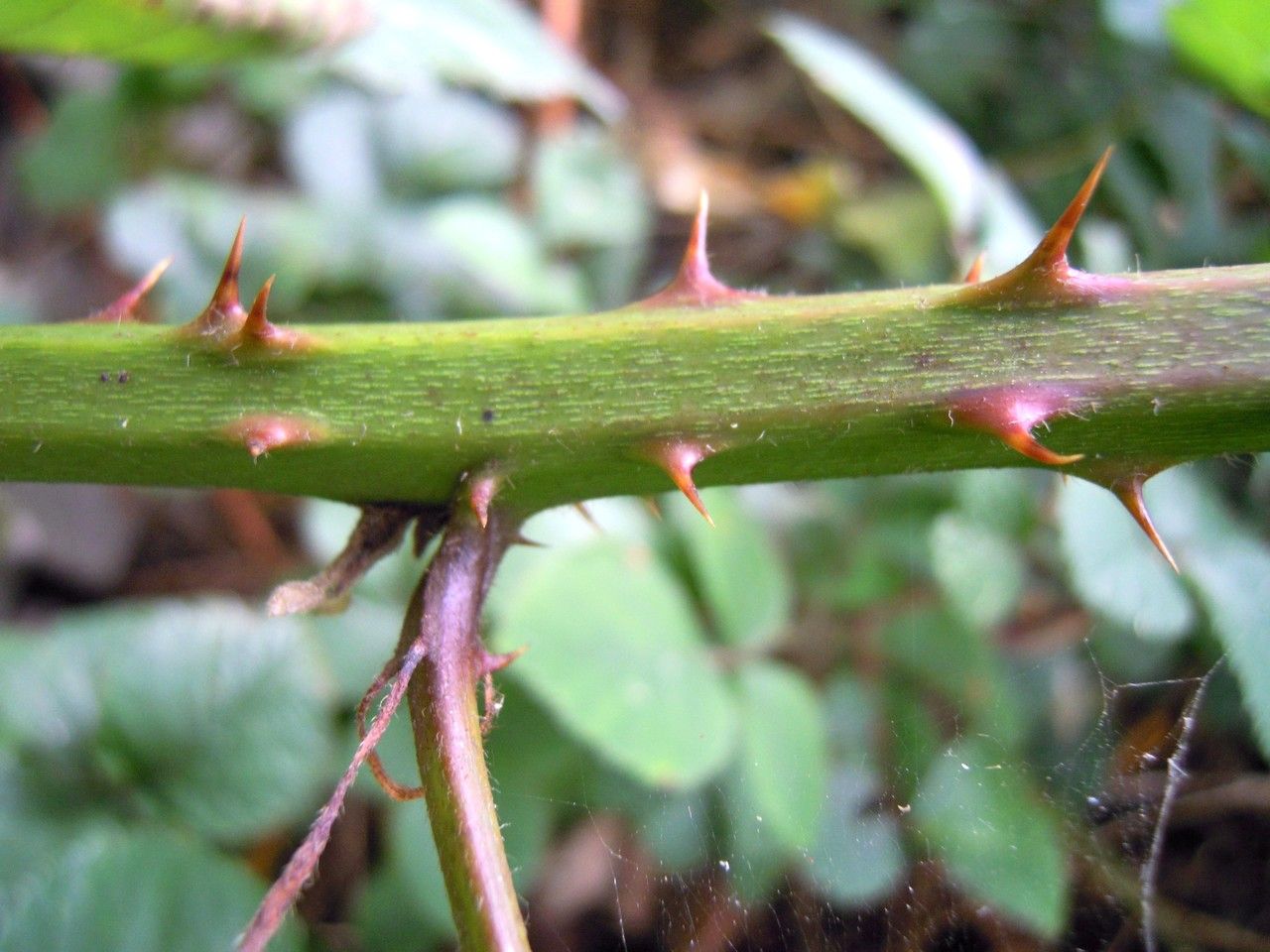 Rubus rhombifolius bark