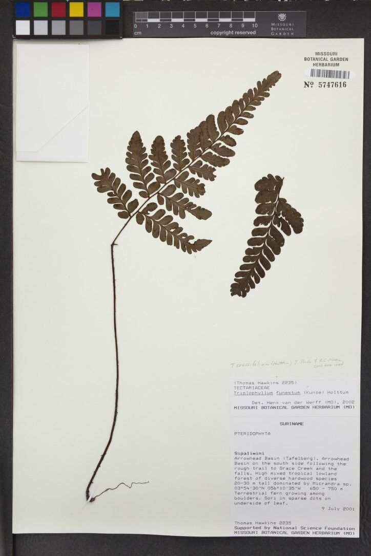 Triplophyllum funestum other