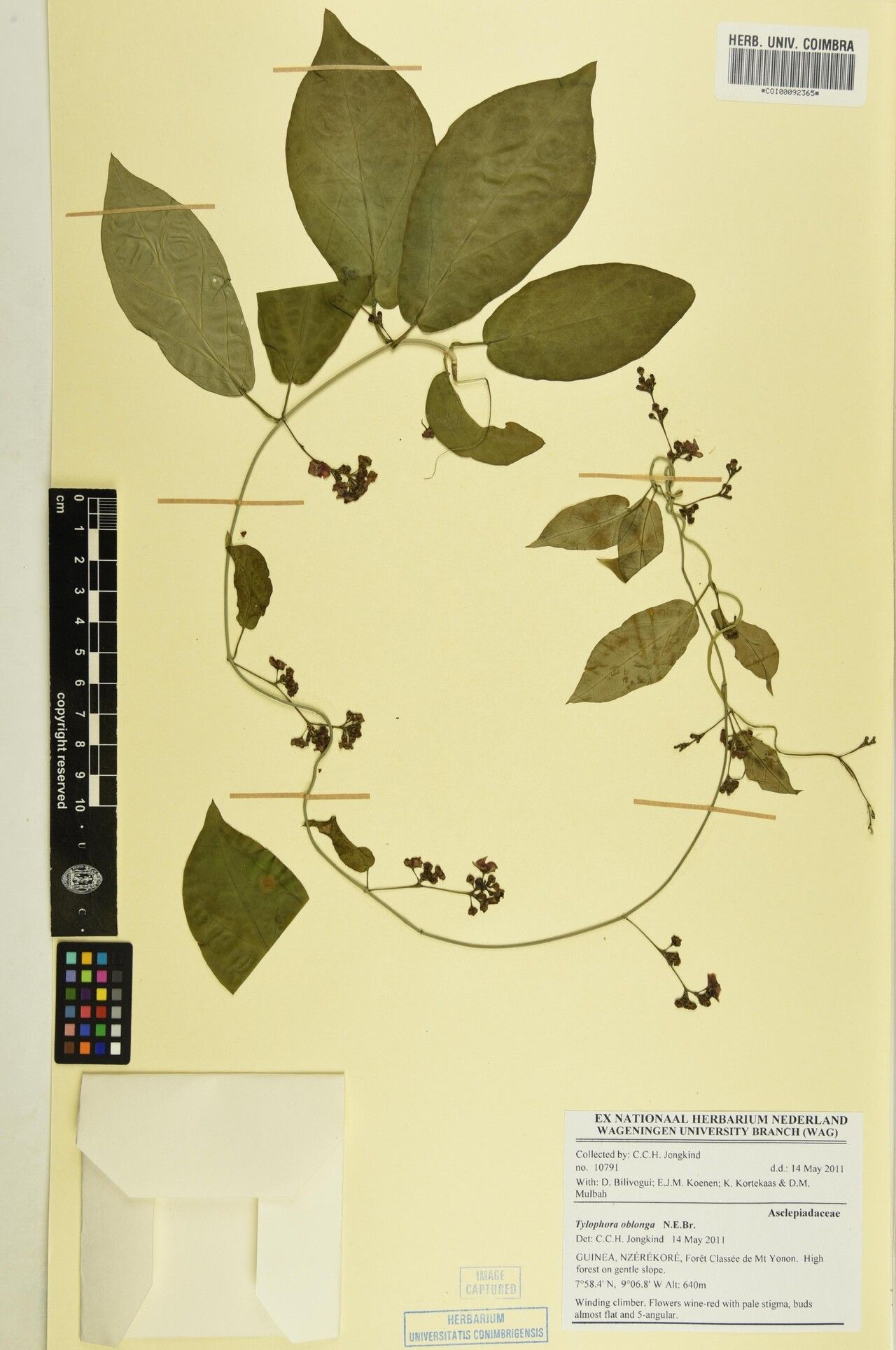 Vincetoxicum oblongum — search result for 'Vincetoxicum'