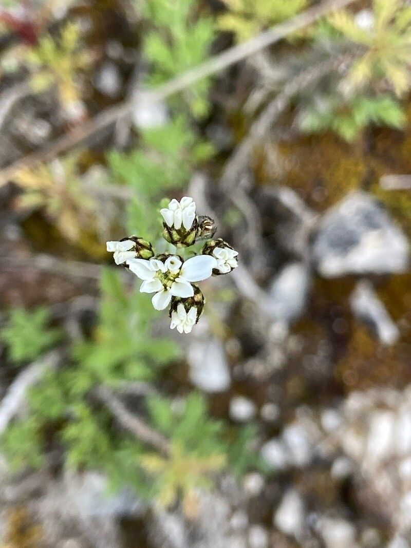 Achillea lucana flower