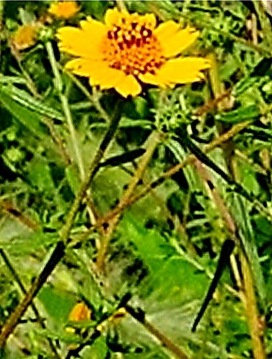 Aldama linearis — houseplant care guide