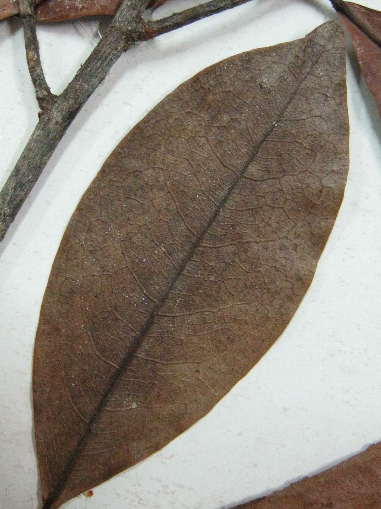 Erythroxylum amazonicum other